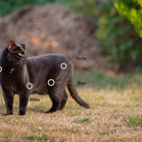Solanum Flex HA - hvis katten halter på forben eller bagben og har ømme muskler.