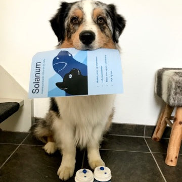 Solanum Flex HA - vi tester på hund og kat