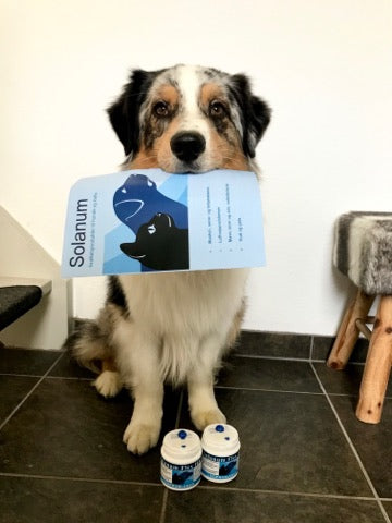Solanum Flex HA - vi tester på hund og kat