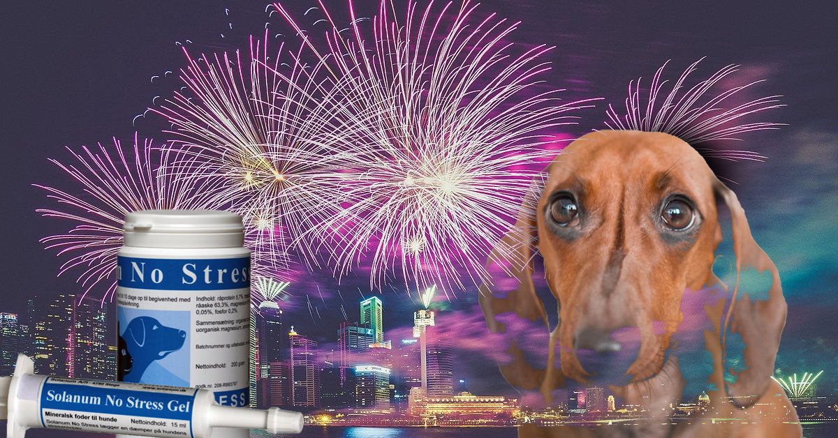 Symptomer på angst, gode råd og Solanum No Stress til Nytårsaften