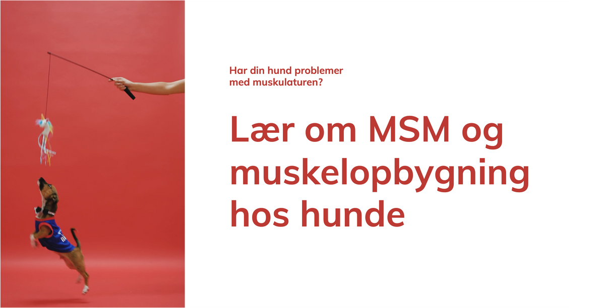 Hvad er MSM? Få bedre indblik i en nøgleingrediens til muskelopbygning hos hunde