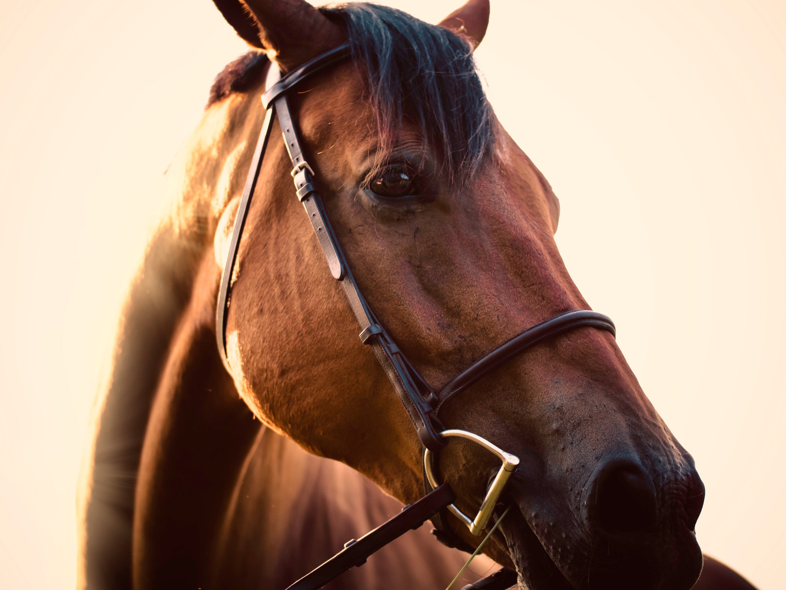 Hest