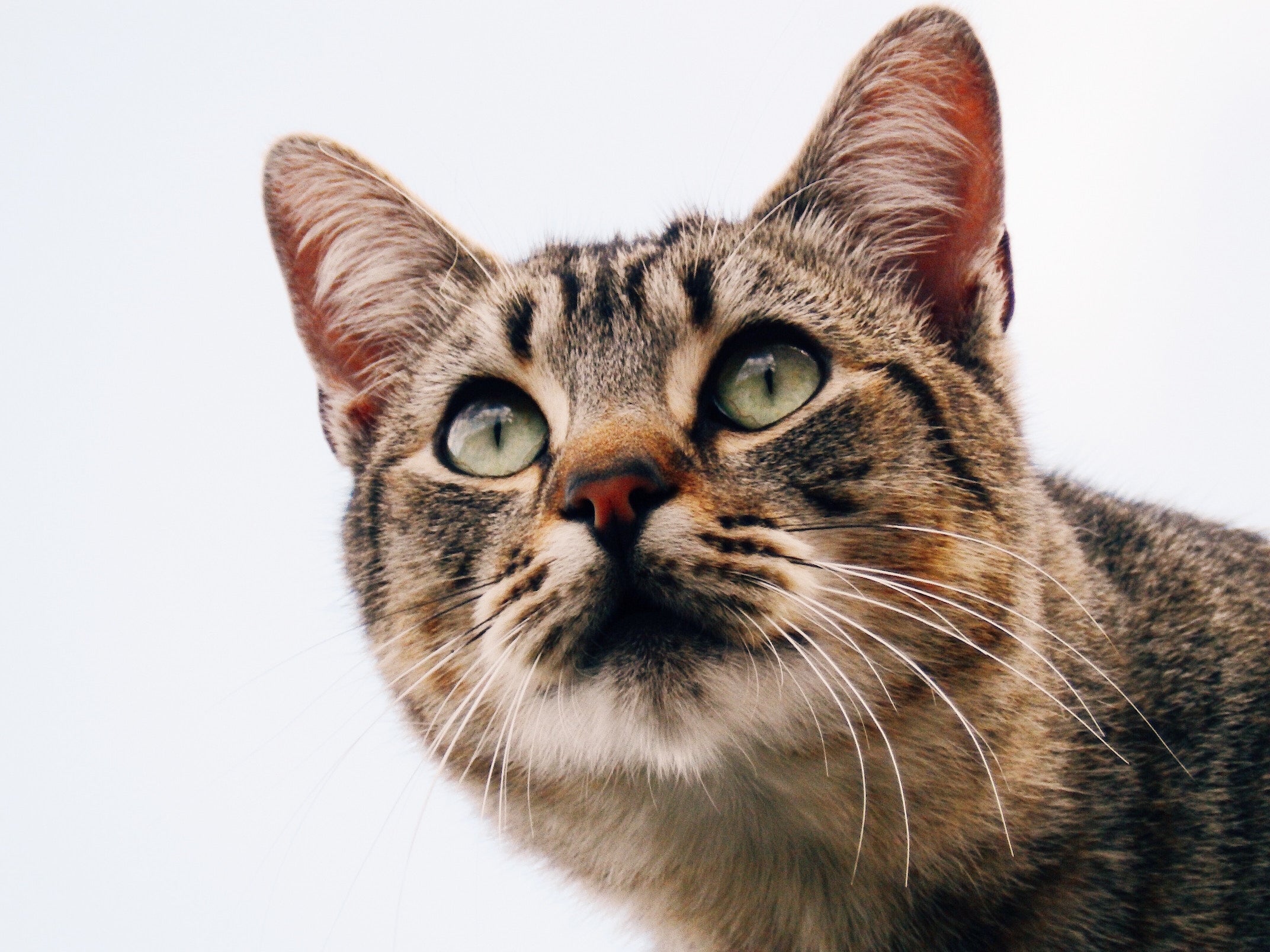 Kat