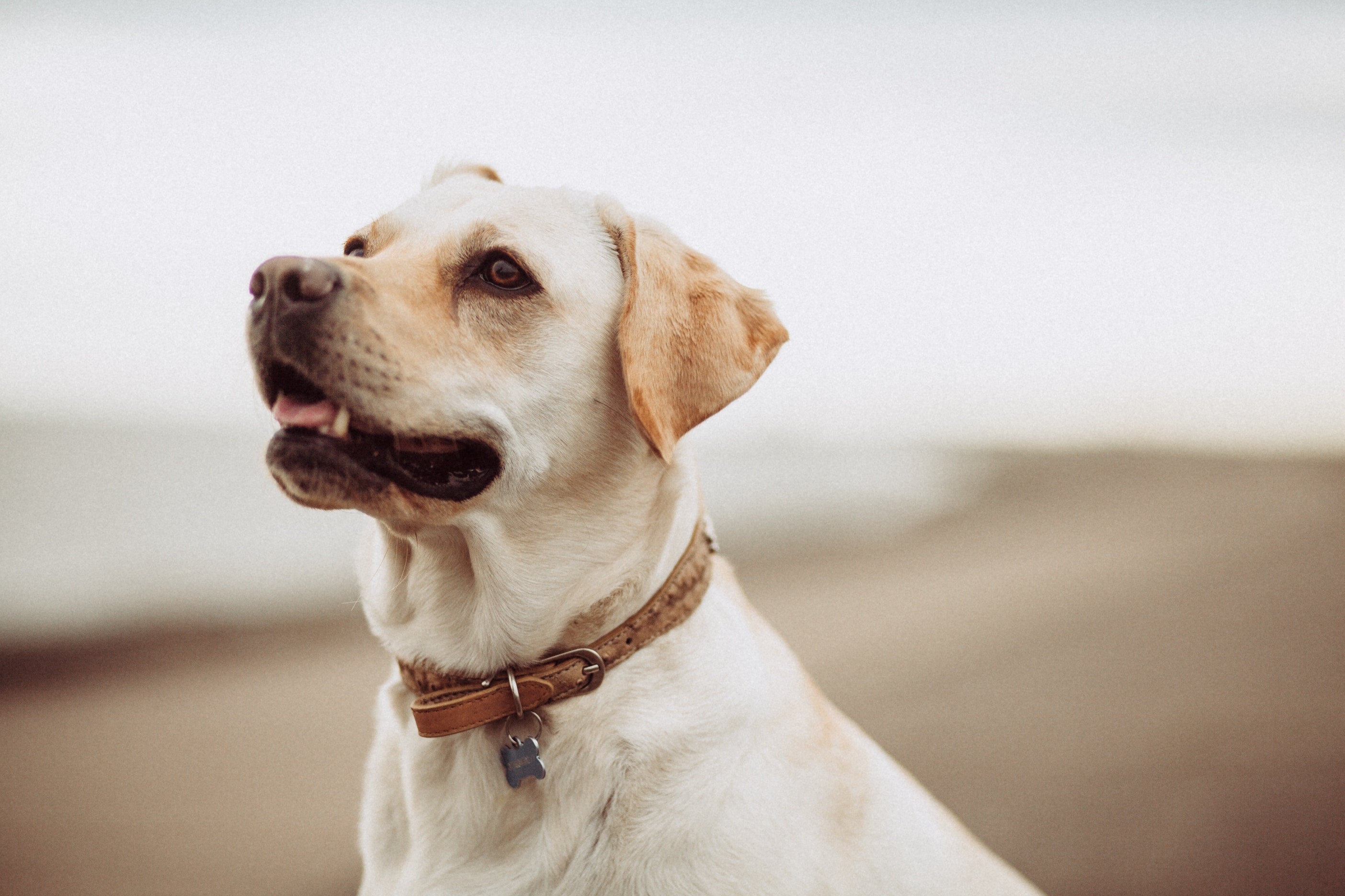 Hund