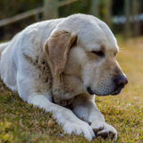 Solanum Flex HA Plus - Hund - Led og ledvæskeproblemer