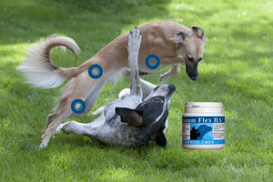 Hunde der leger og et produktbillede af Solanum Flex HA